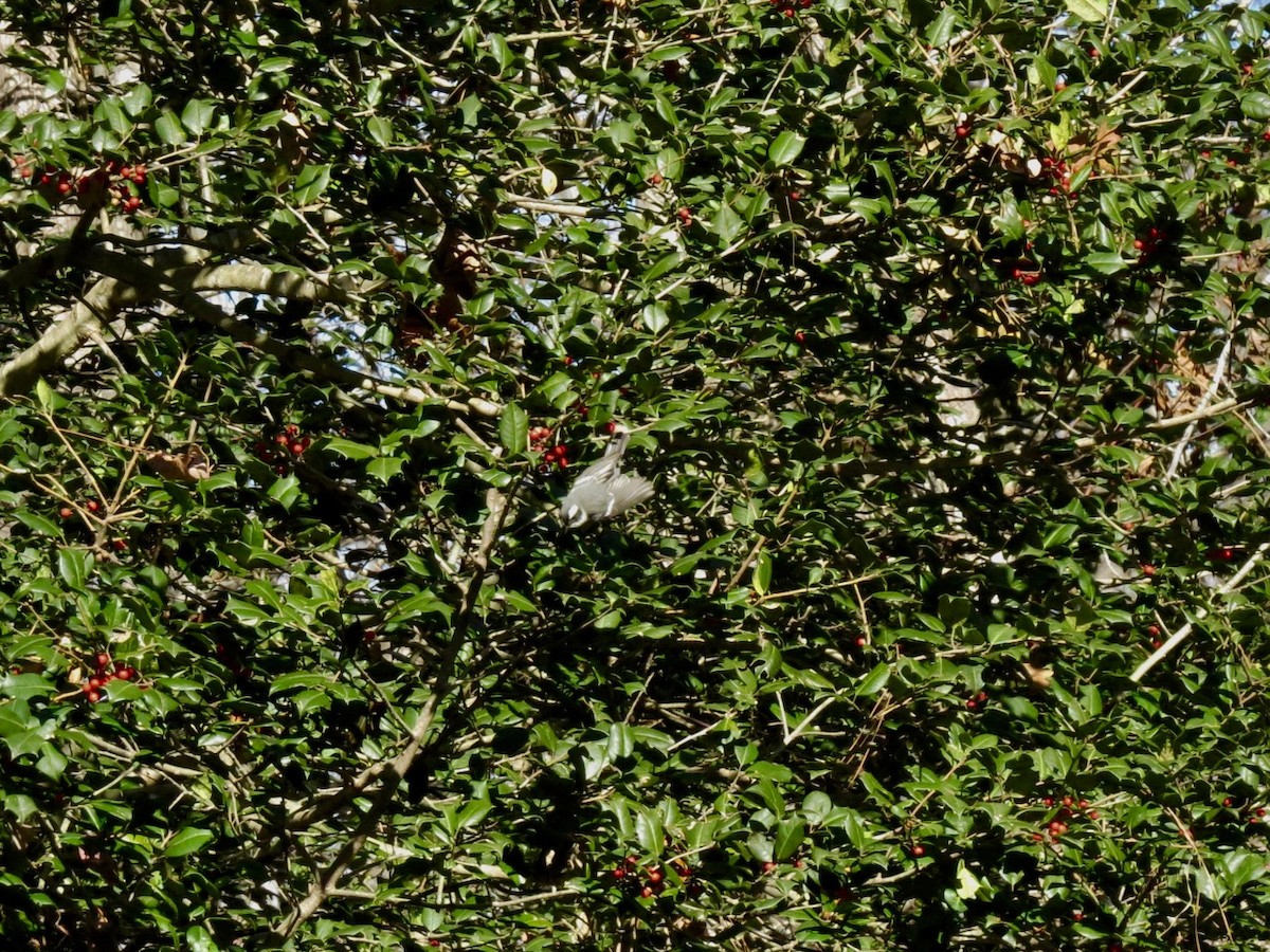 Black-throated Gray Warbler - ML79328161