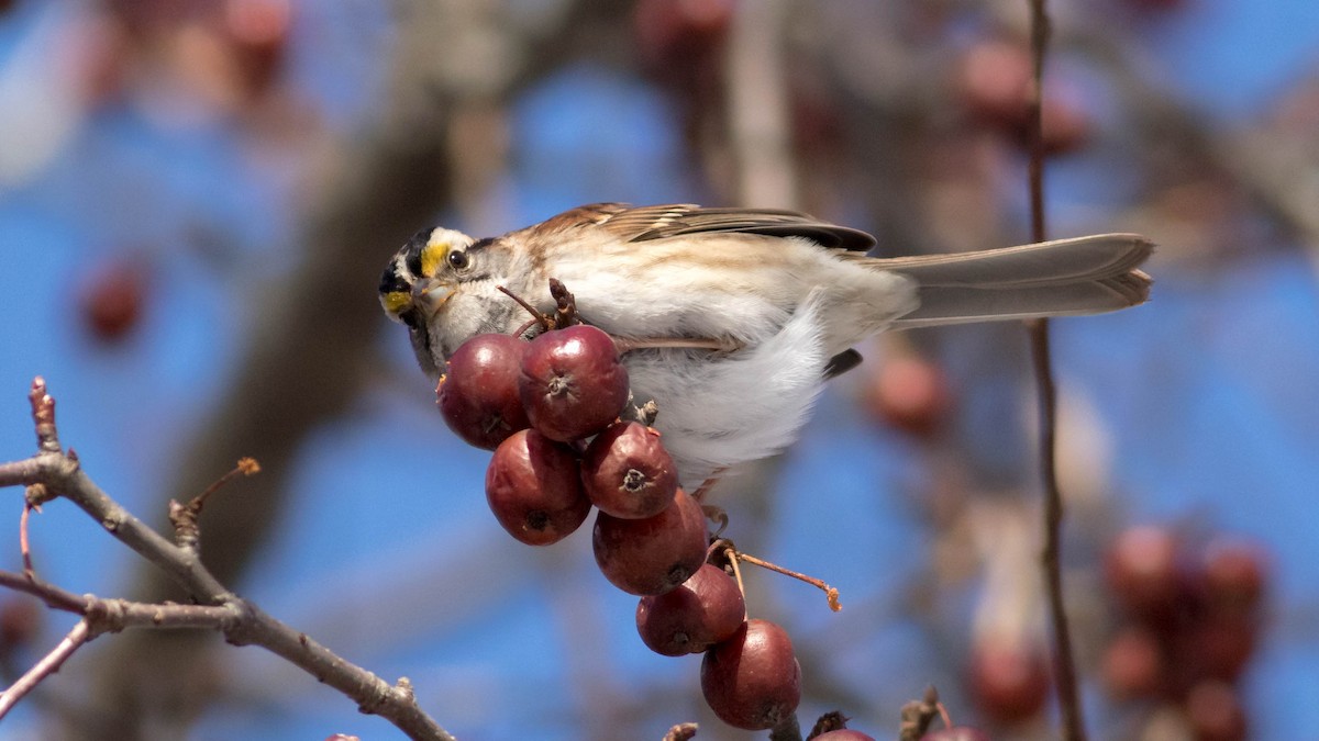 White-throated Sparrow - Erik Nielsen