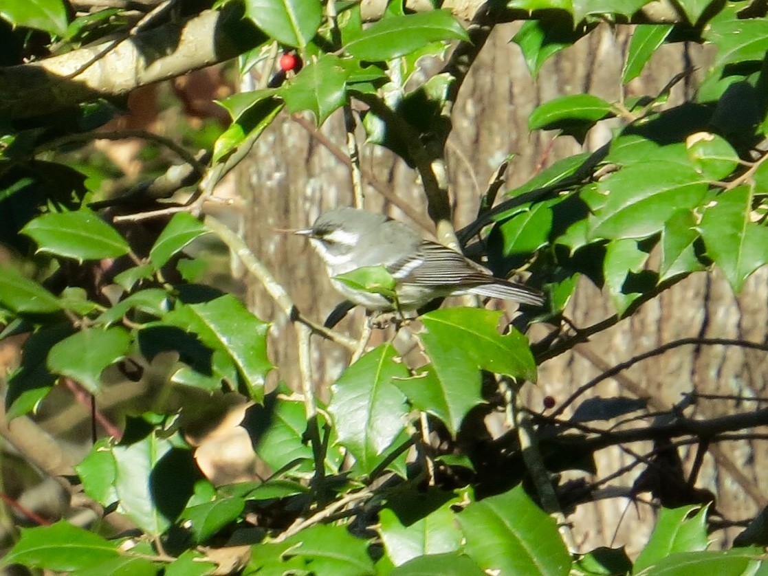Black-throated Gray Warbler - ML79329771