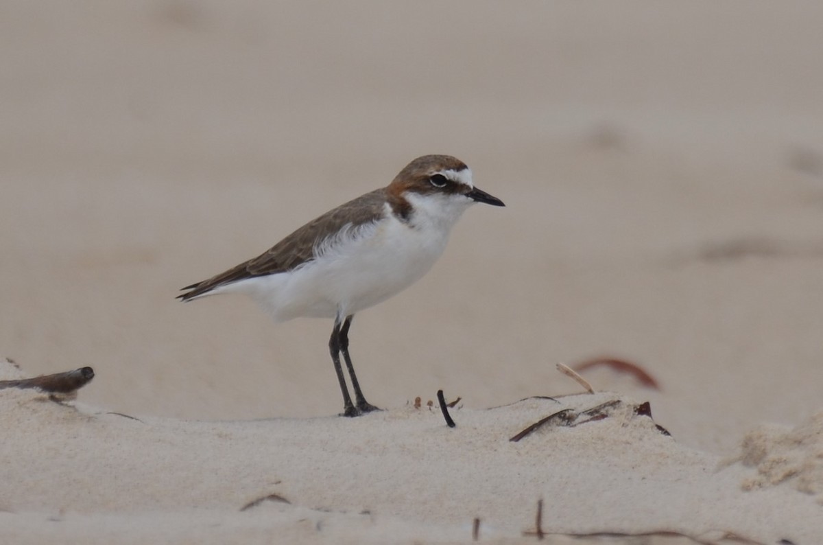 Red-capped Plover - ML79330501