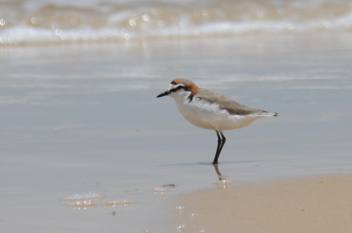 Red-capped Plover - ML79330511