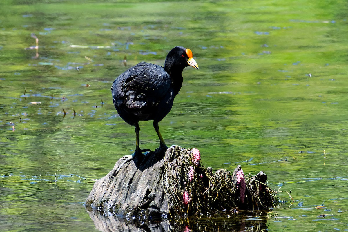 White-winged Coot - ML79331571
