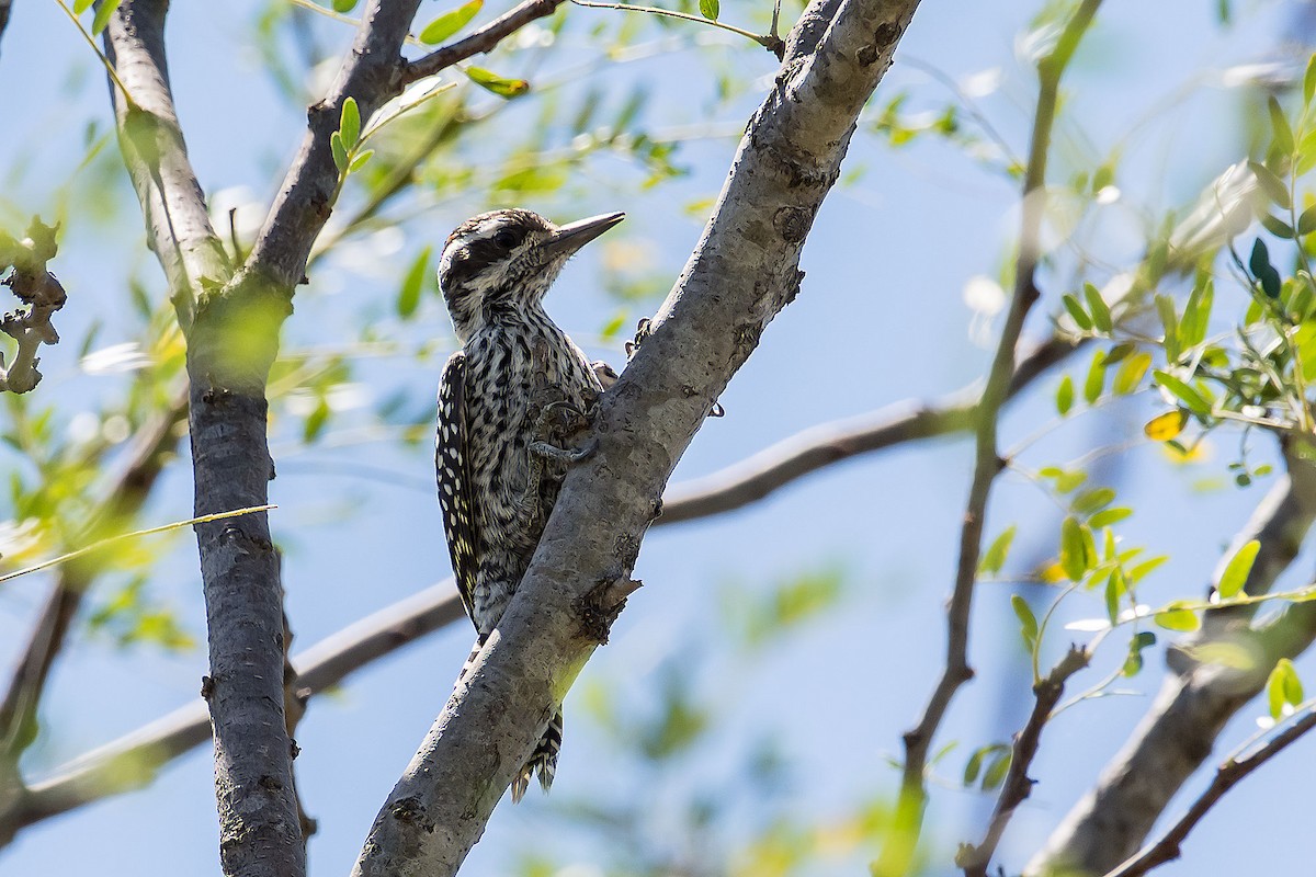 Checkered Woodpecker - Gerardo Serra