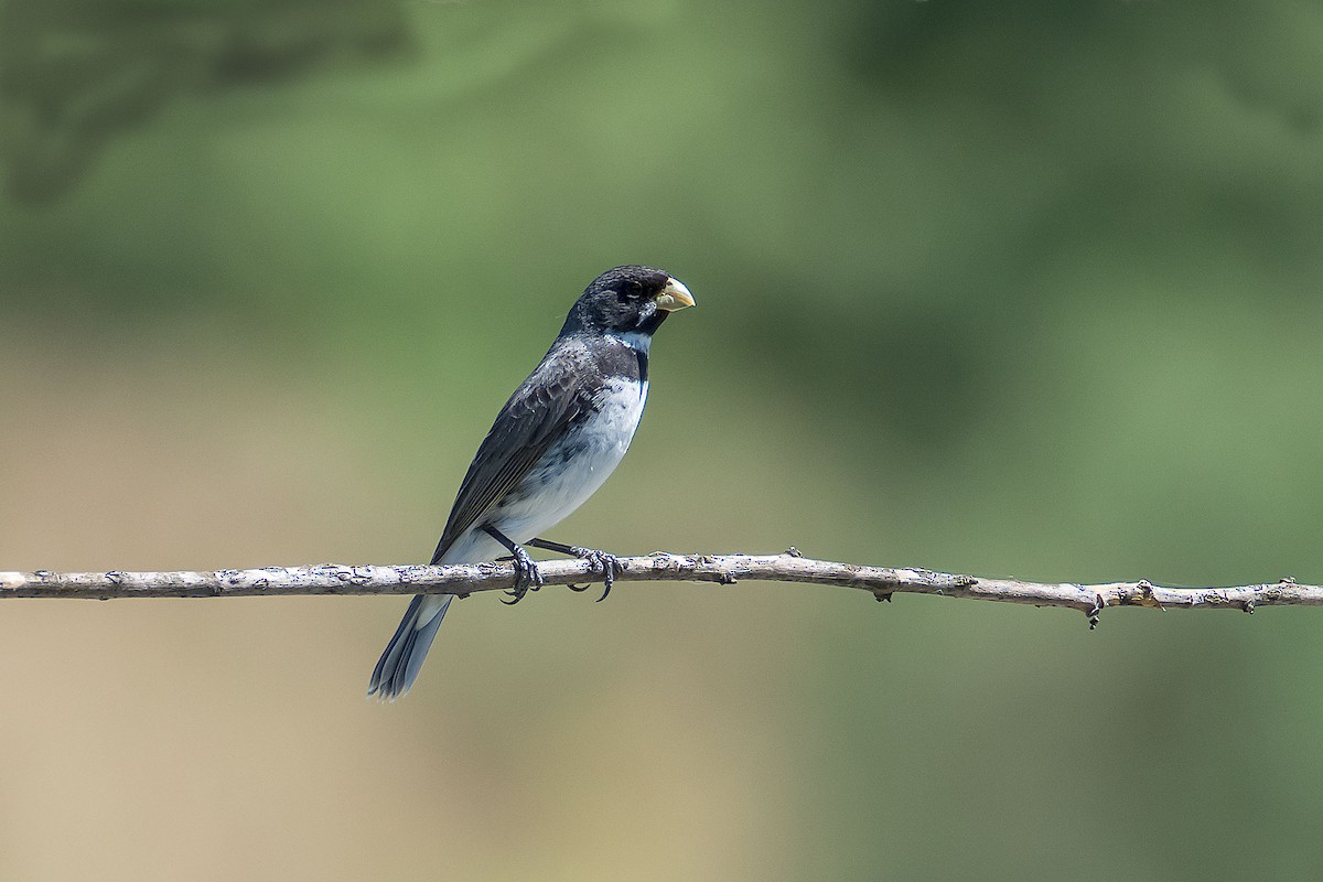 Double-collared Seedeater - ML79332271