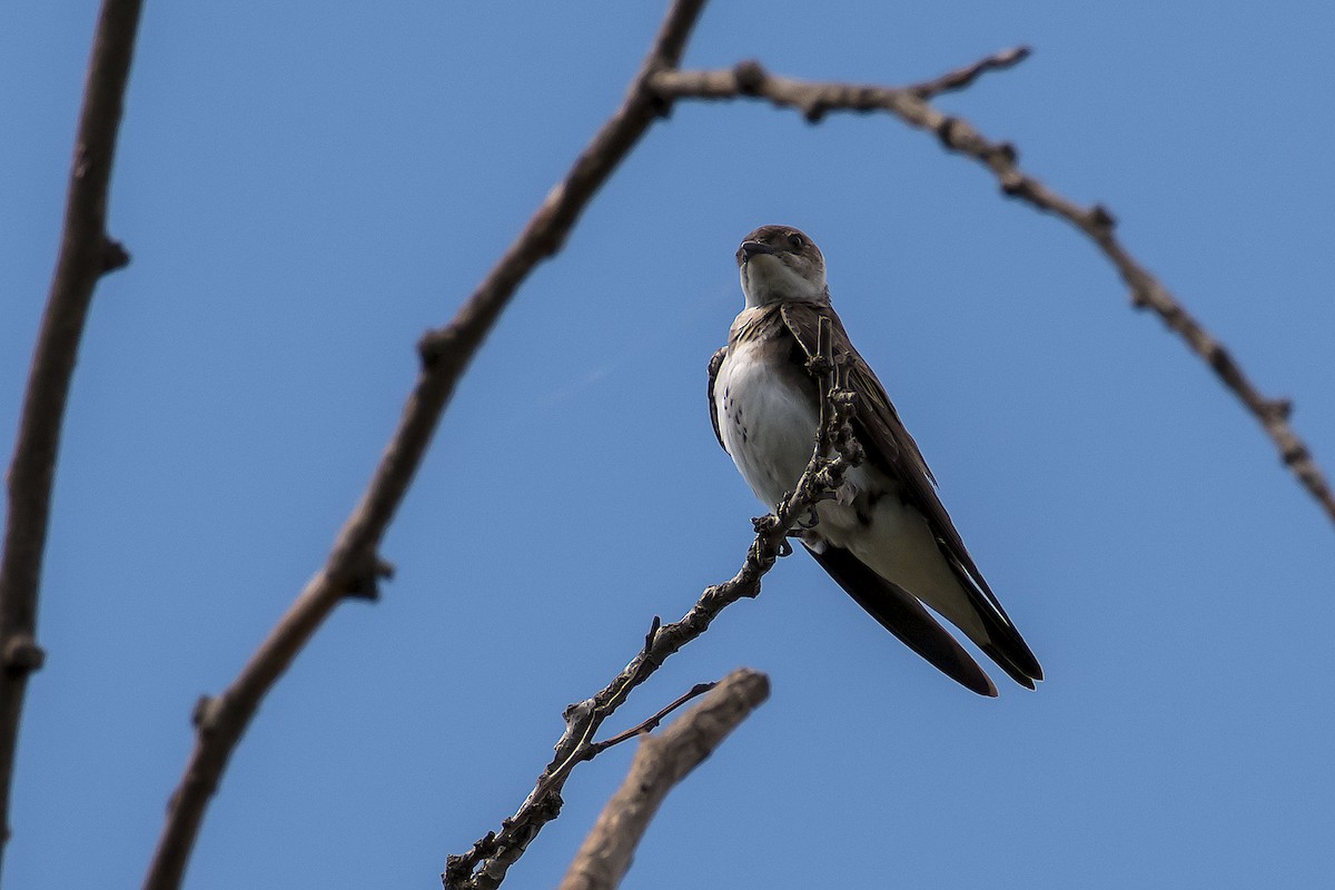 Brown-chested Martin - ML79332311