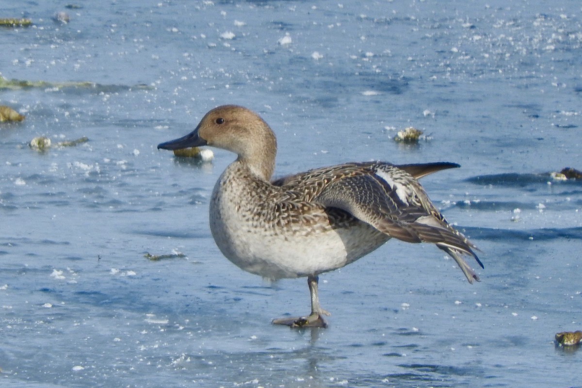 Northern Pintail - Gary Harbour