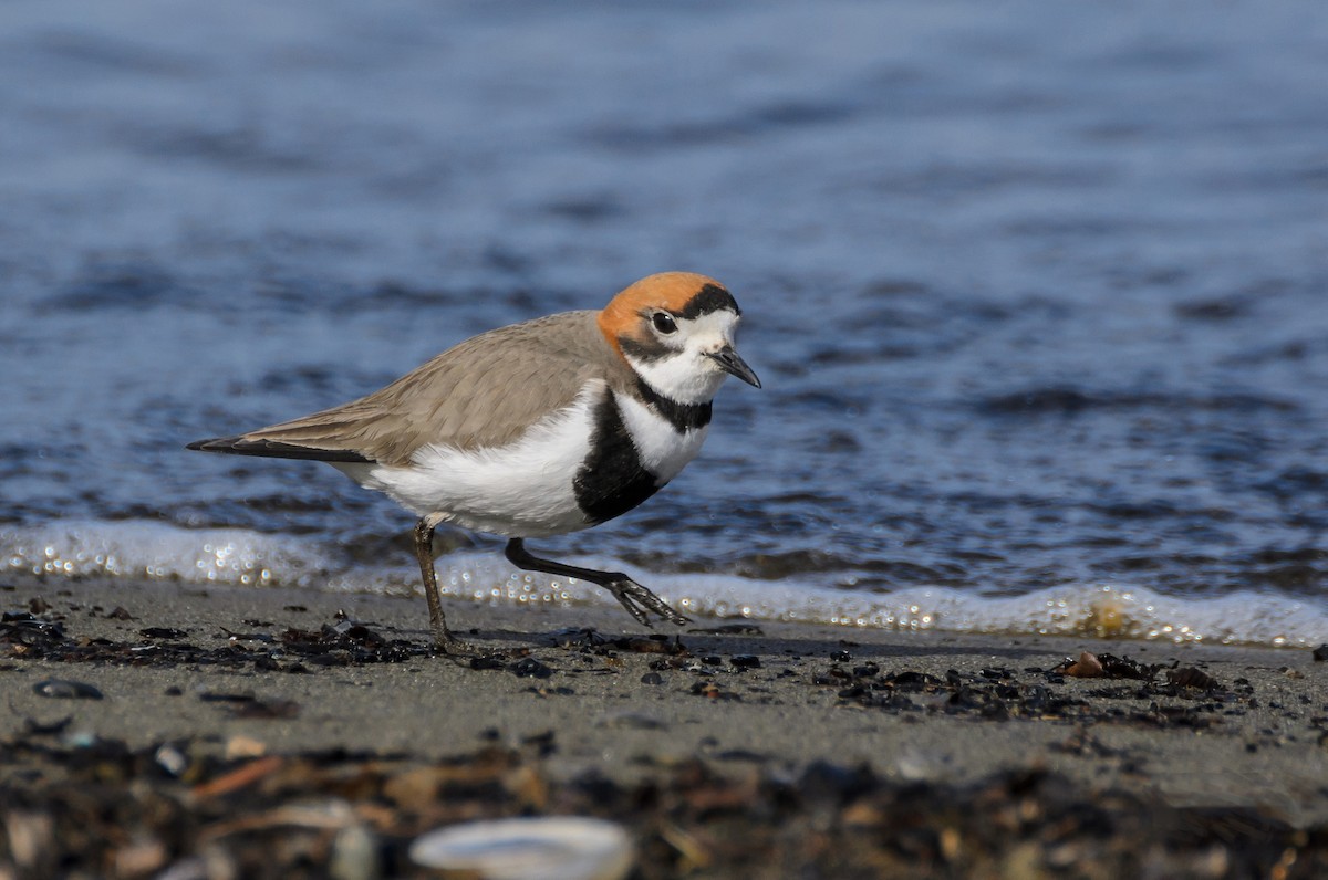 Two-banded Plover - ML79334651
