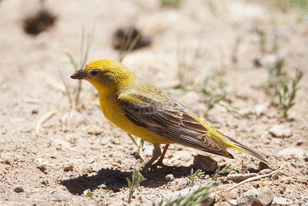Greater Yellow-Finch - ML79334811