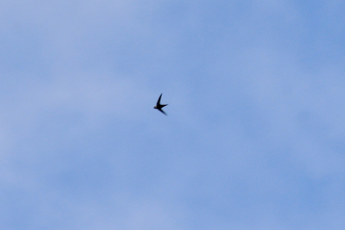 Lesser Swallow-tailed Swift - ML79339551
