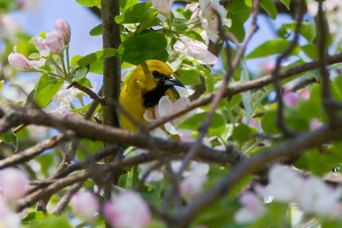 Orchard Oriole - ML79340091