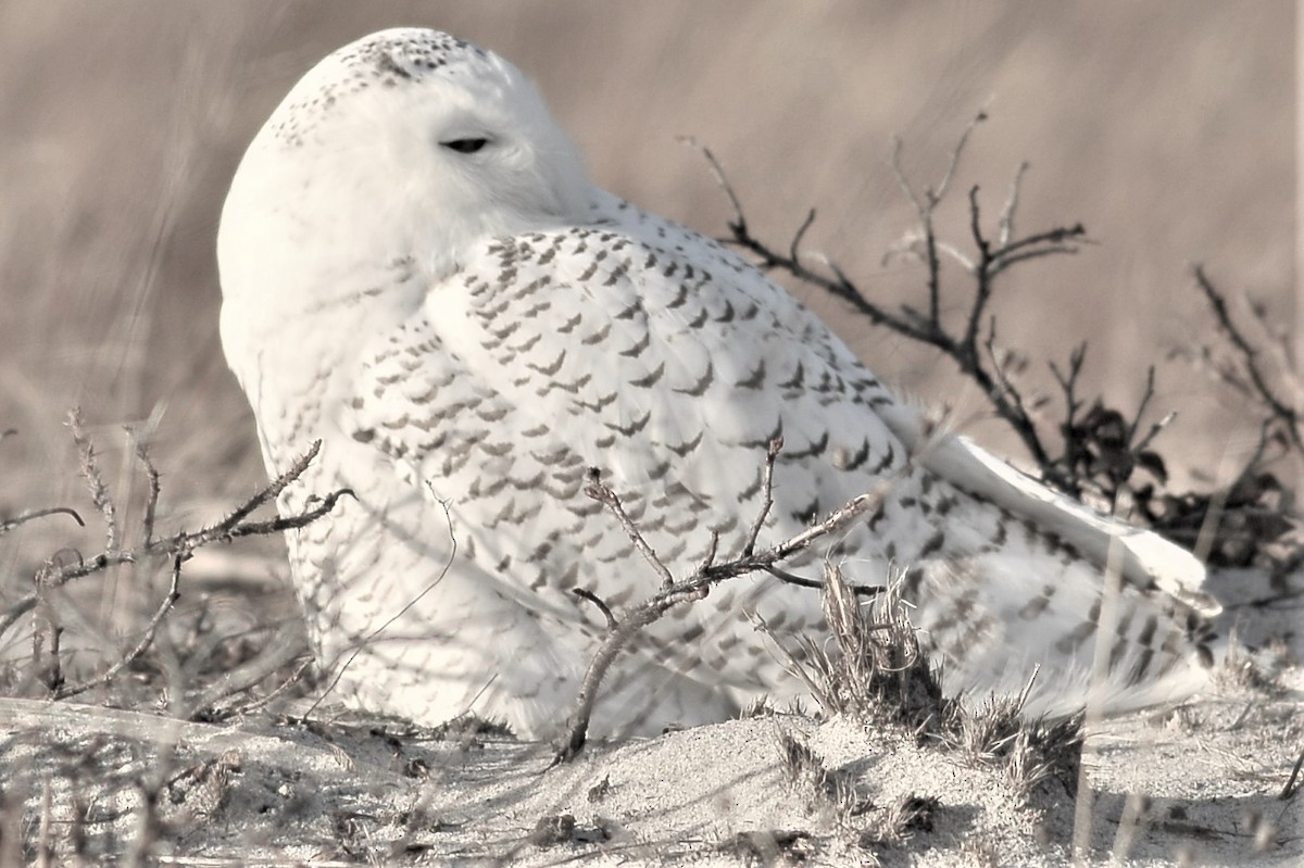 Snowy Owl - ML79341511