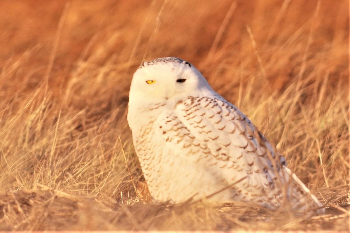 Snowy Owl - ML79341641