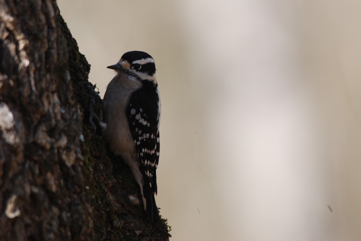 Downy Woodpecker - ML79343851