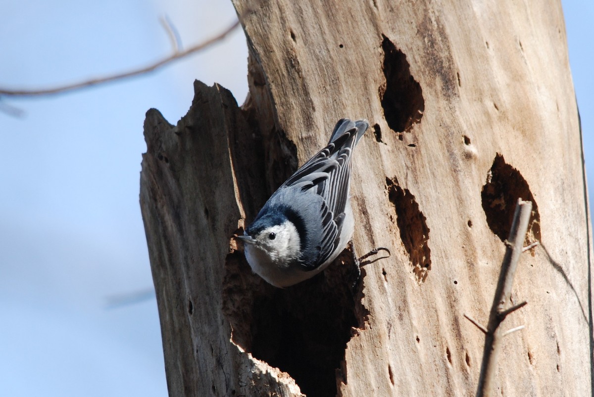 White-breasted Nuthatch - ML79344191