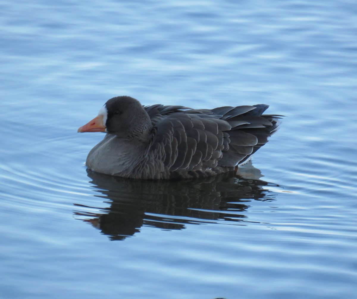 Greater White-fronted Goose - Amelia  Sanchez