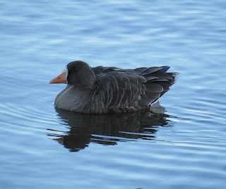 Greater White-fronted Goose, ML79344551