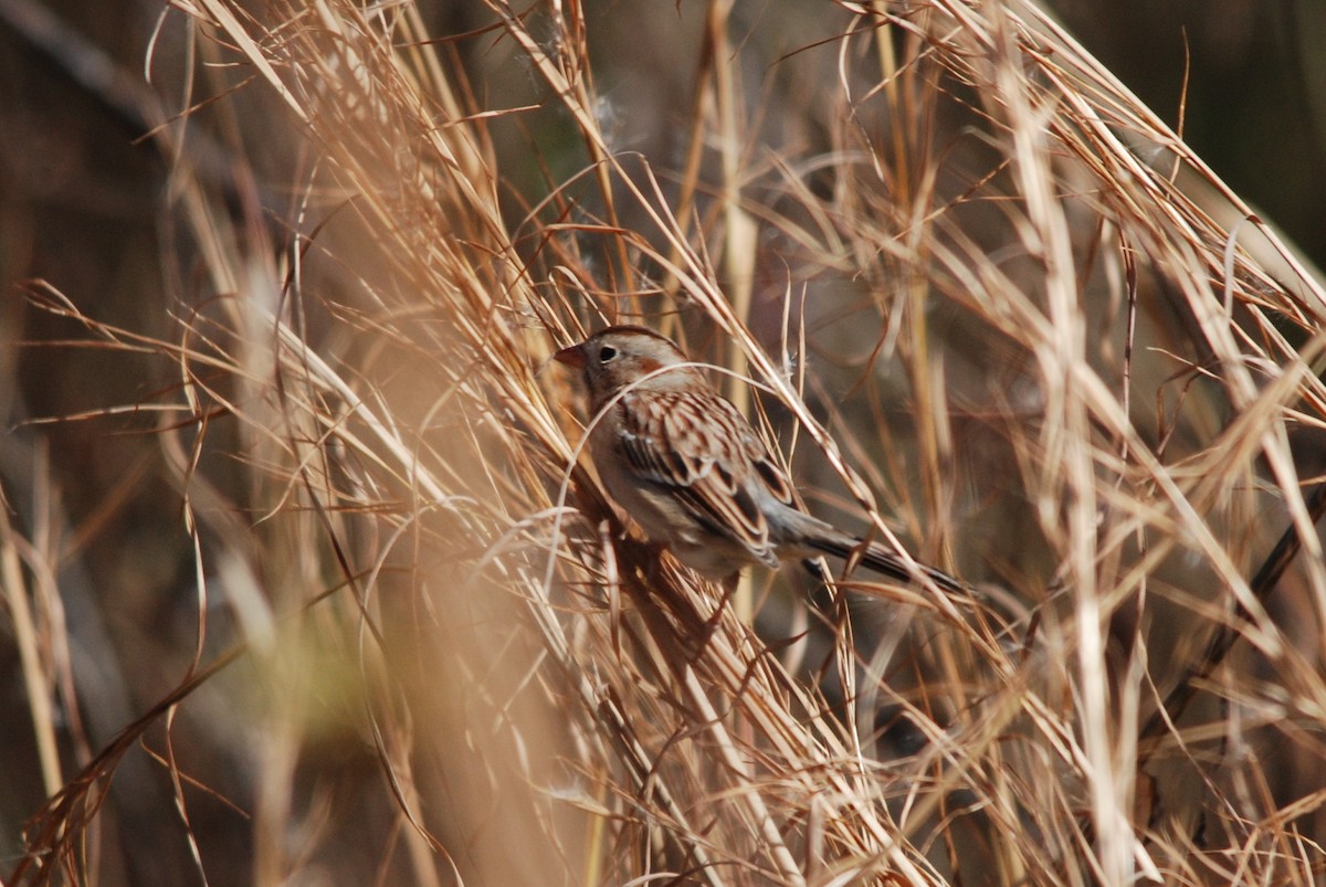 Field Sparrow - ML79345391