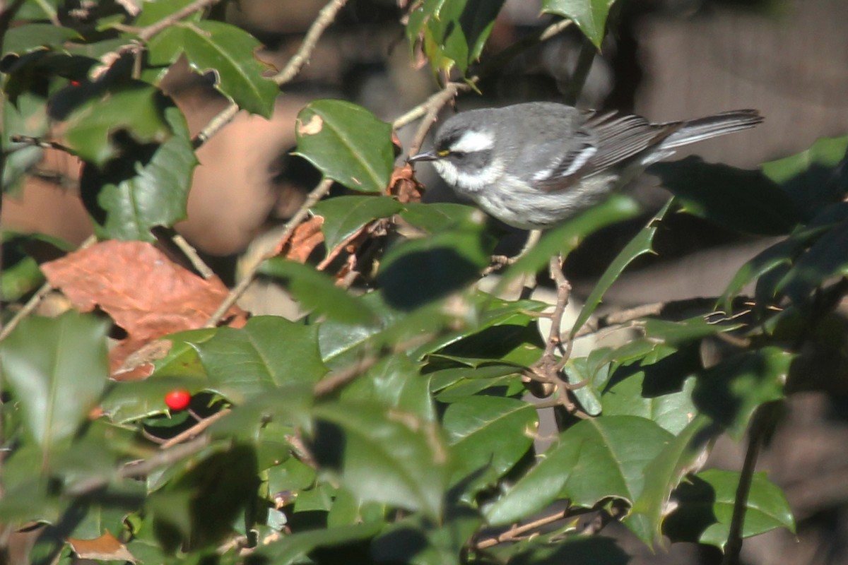Black-throated Gray Warbler - Rob Bielawski
