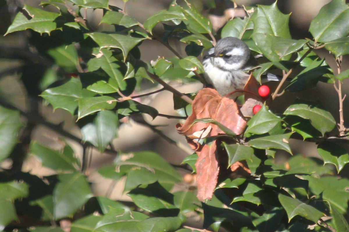 Black-throated Gray Warbler - ML79345801