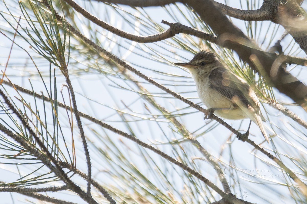 Australian Reed Warbler - Gilvertt Concepcion