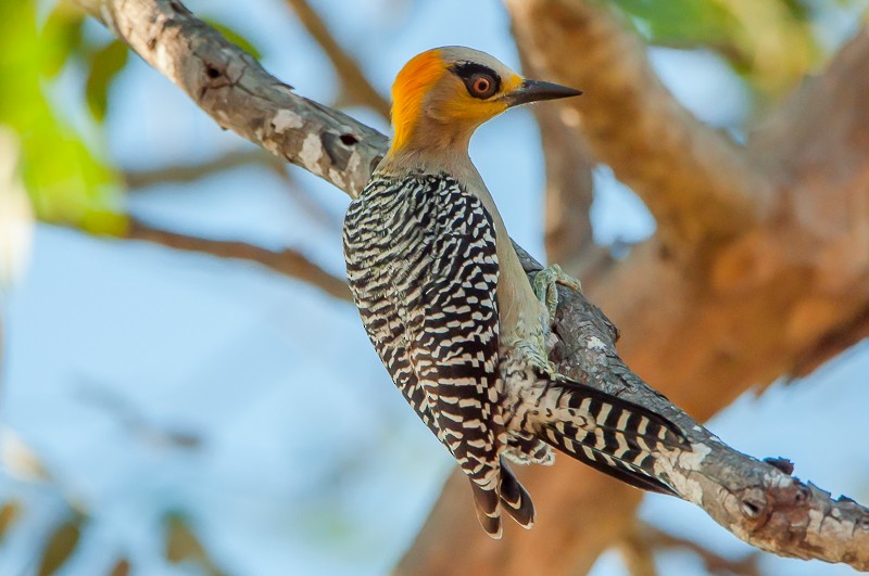 Golden-cheeked Woodpecker - Juan Miguel Artigas Azas