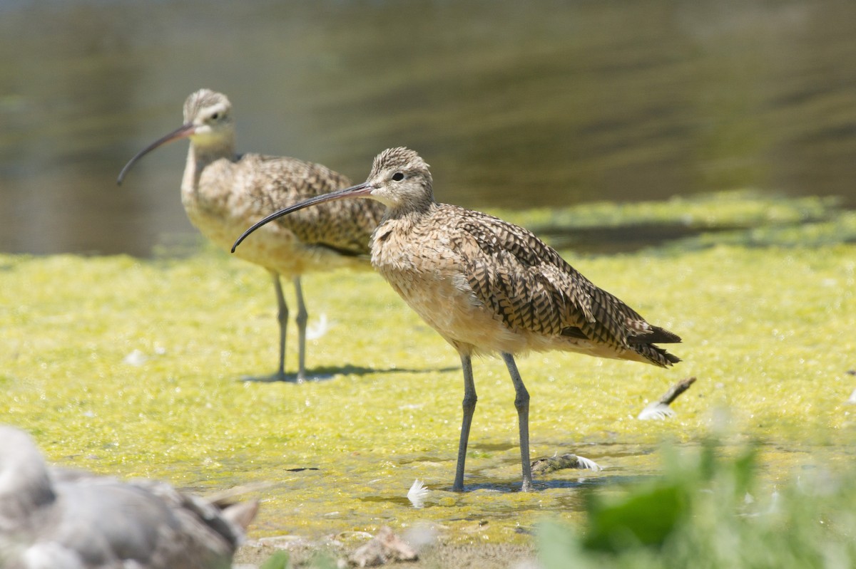 Long-billed Curlew - ML79354161