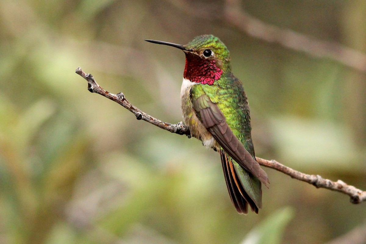 Broad-tailed Hummingbird - Benjamin Hack