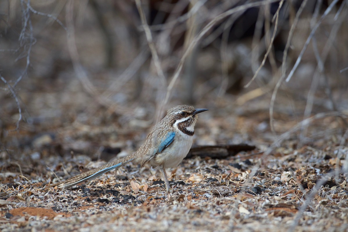Long-tailed Ground-Roller - Eric Barnes
