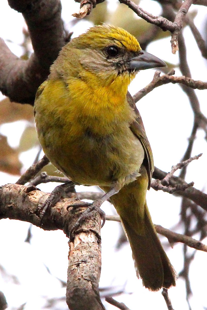 Hepatic Tanager - ML79356001