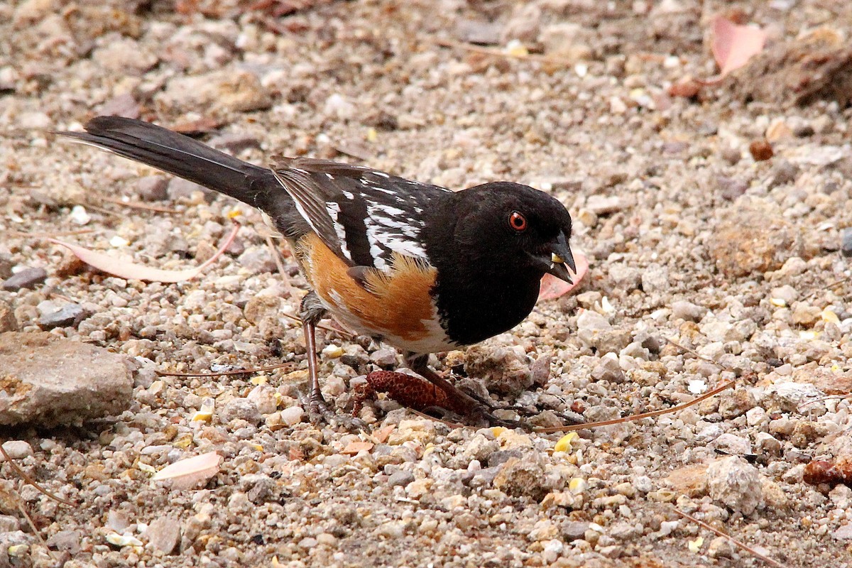Spotted Towhee (maculatus Group) - ML79356441