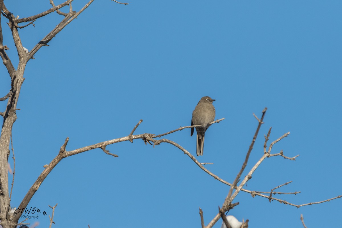 Townsend's Solitaire - Cole Waltner