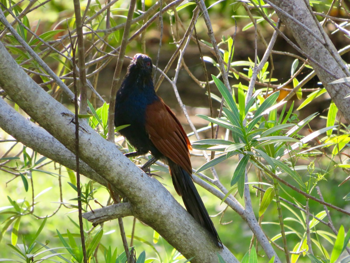 Greater Coucal - Blaire Smith