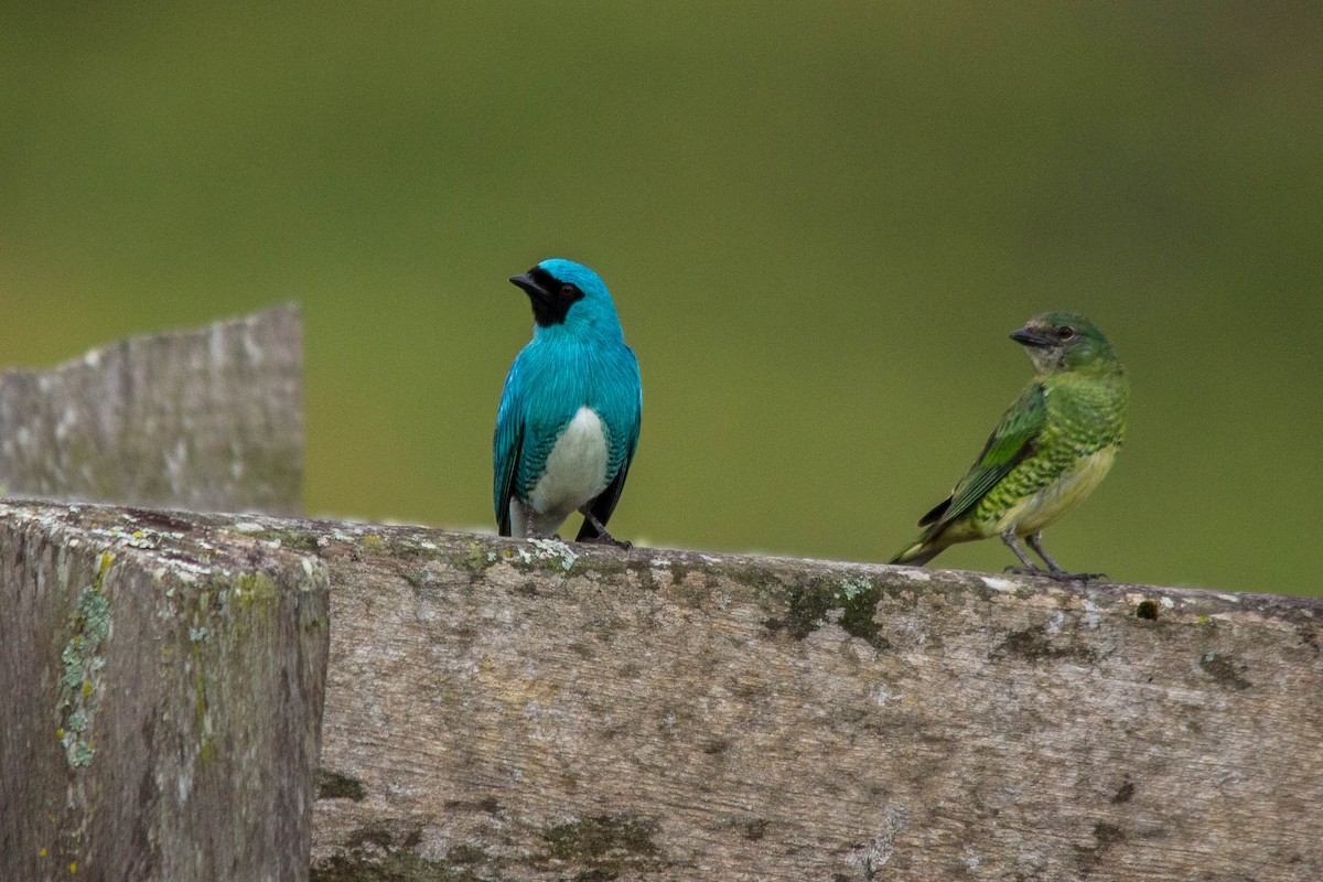 Swallow Tanager - ML79359211