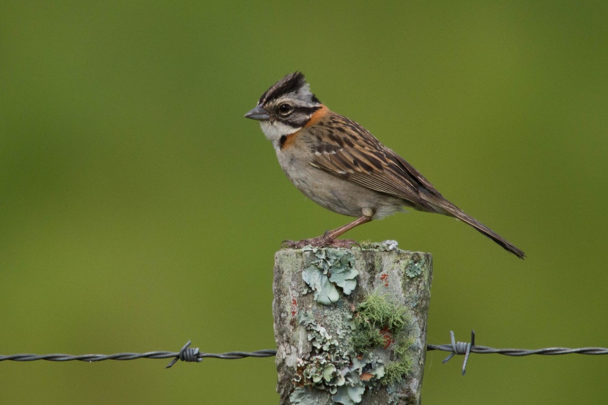 Rufous-collared Sparrow - ML79359351