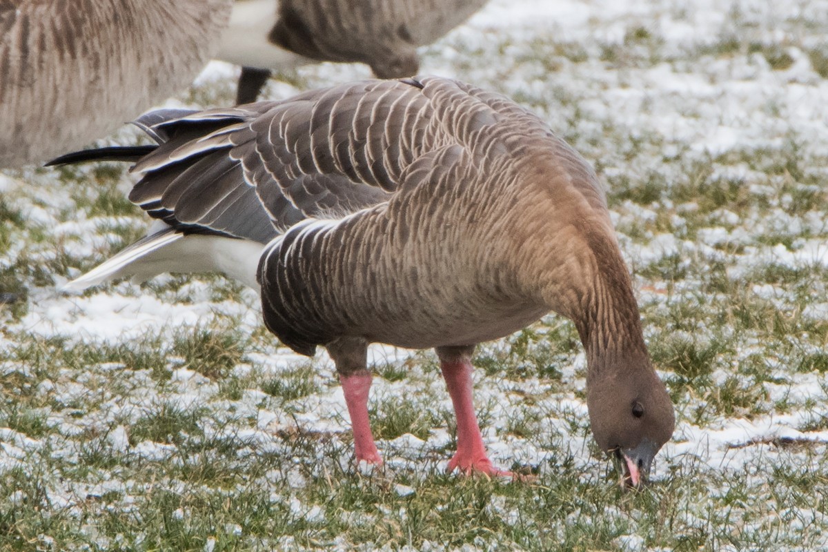 Pink-footed Goose - ML79359621