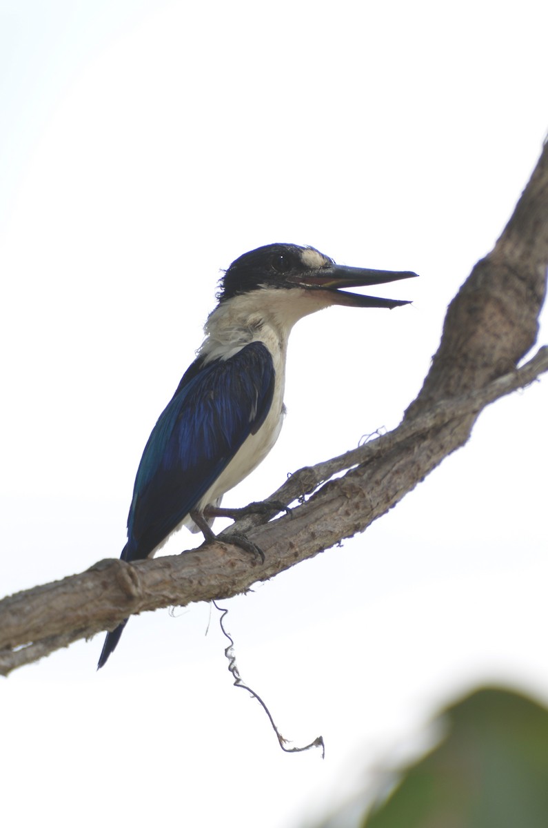 Forest Kingfisher - Dirk Tomsa