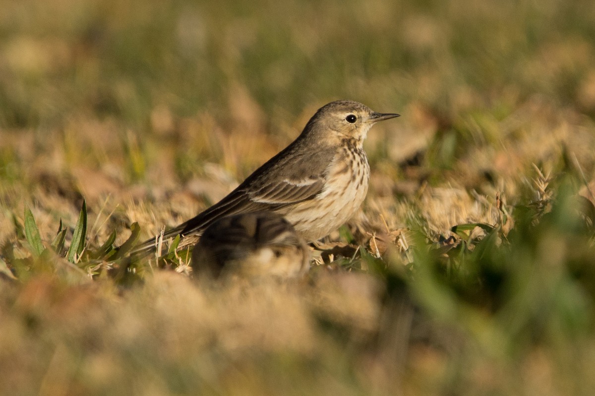 American Pipit - Alexia S.(wkingfisher)