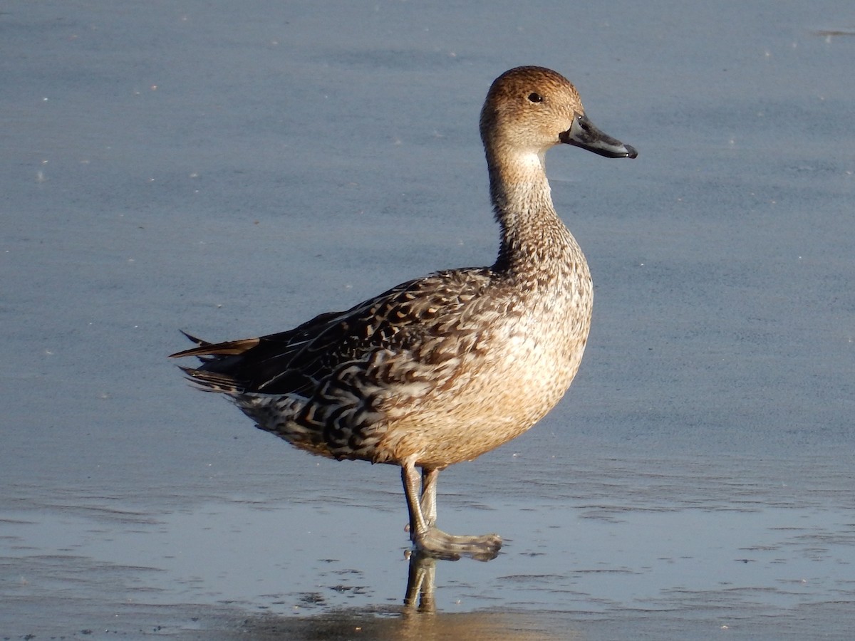 Northern Pintail - Peter Paul