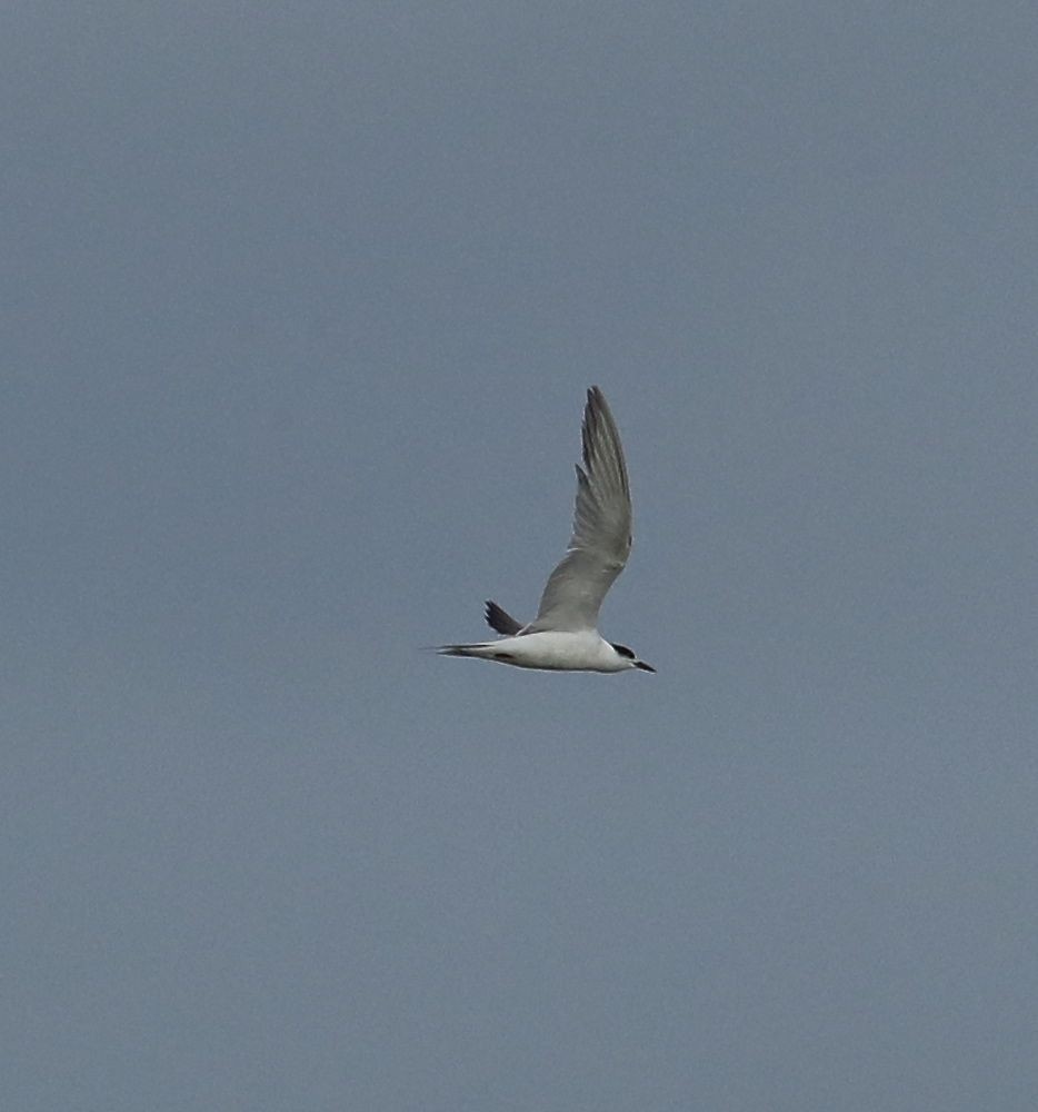 Common Tern - ML79368891