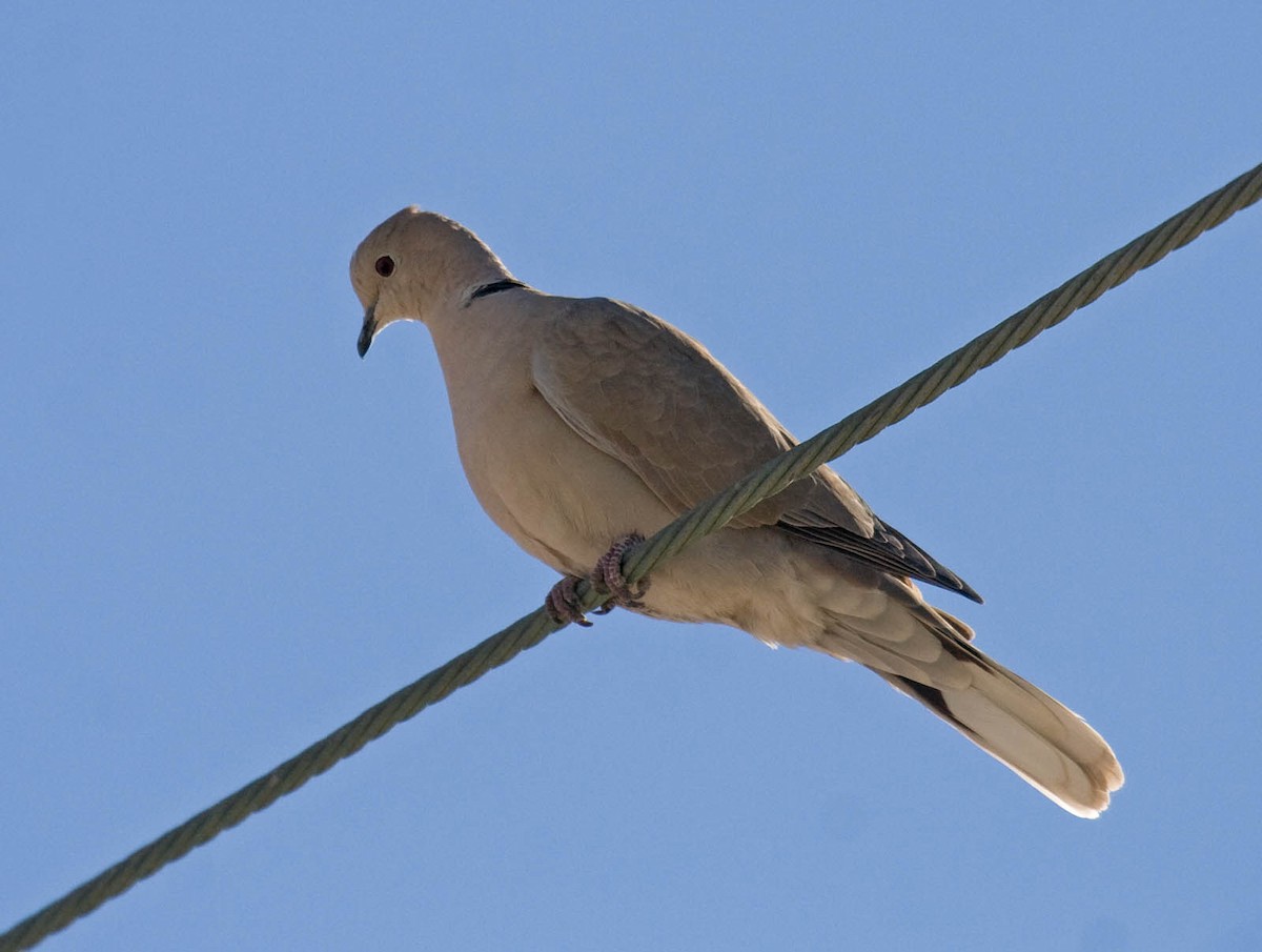 Eurasian Collared-Dove - Greg Gillson