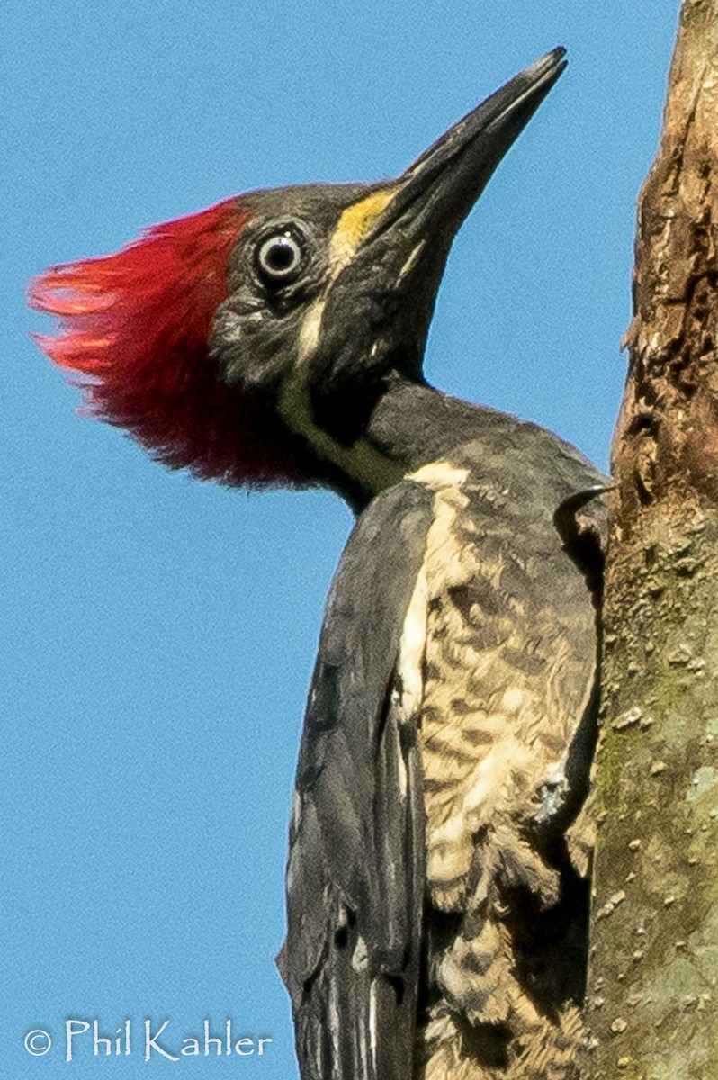 Lineated Woodpecker - Phil Kahler