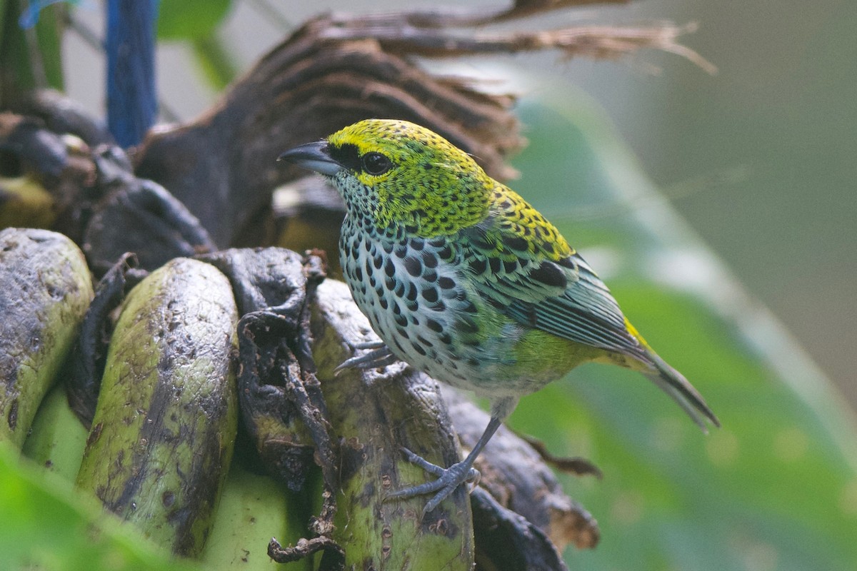 Speckled Tanager - ML79373751
