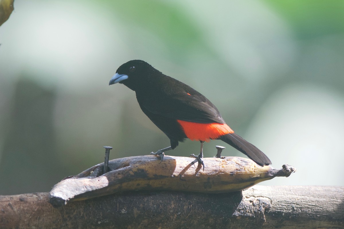 Scarlet-rumped Tanager (Cherrie's) - ML79373821