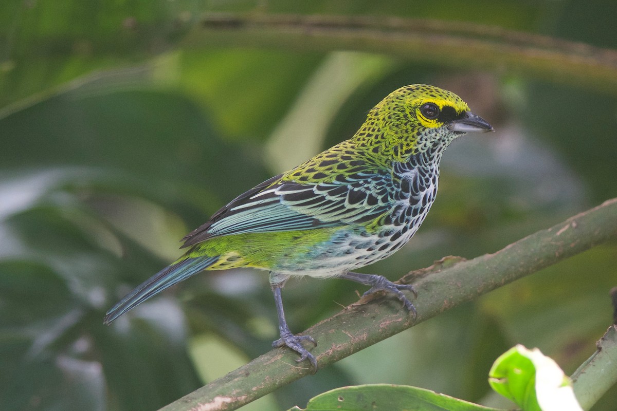 Speckled Tanager - ML79373931
