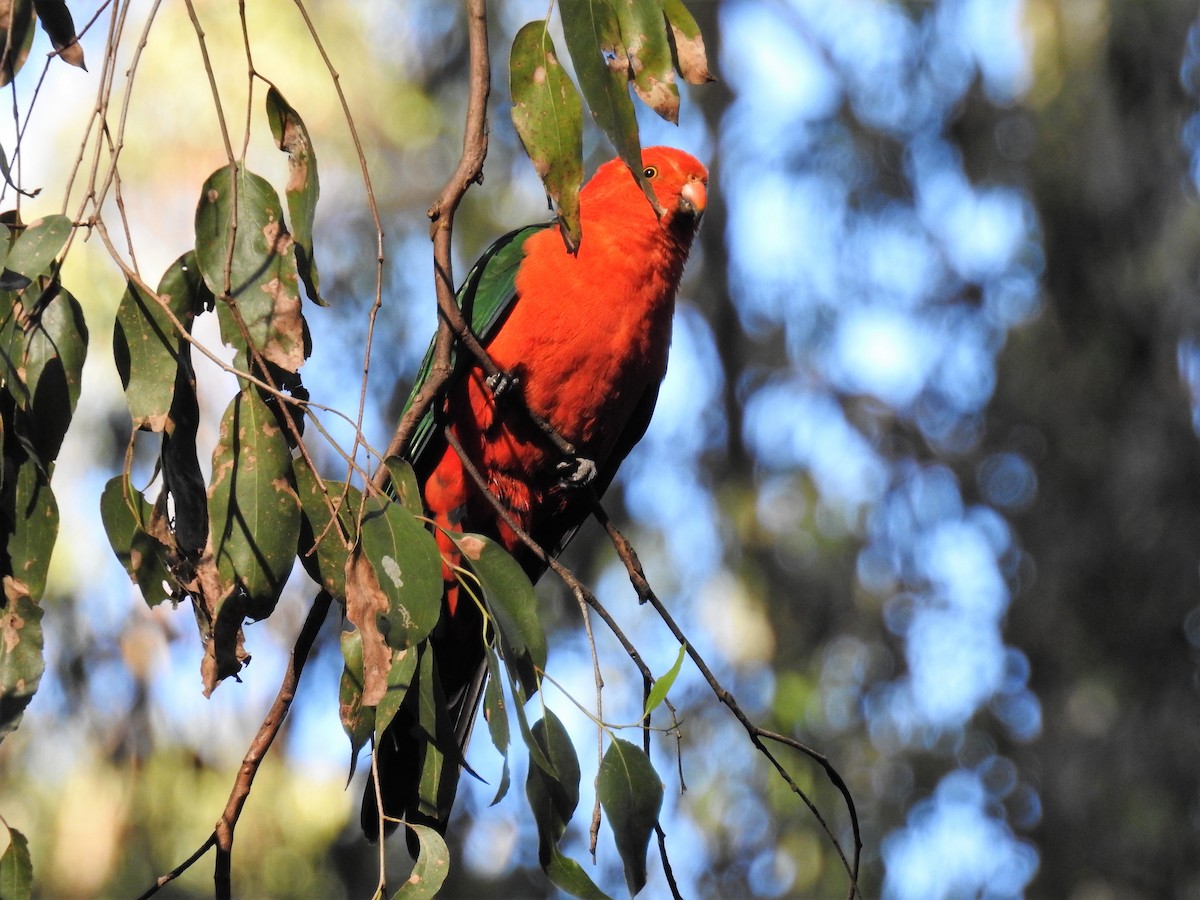 Australian King-Parrot - Ken Crawley