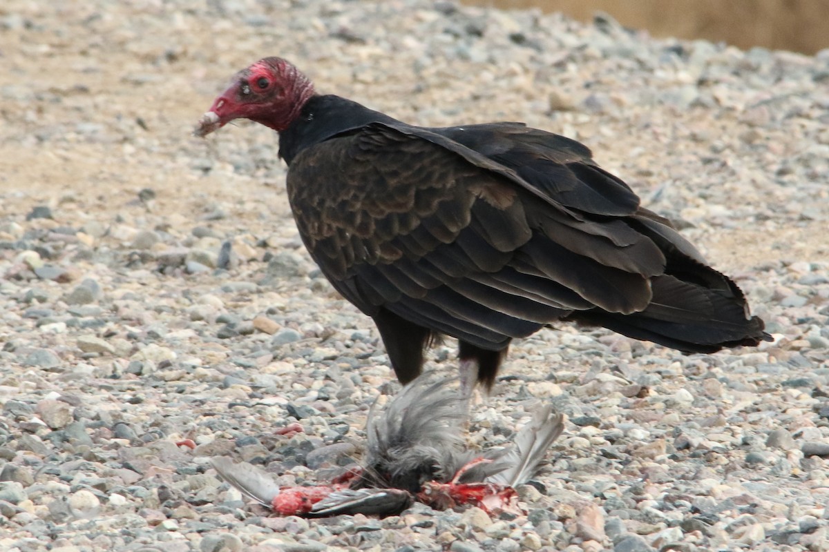 Turkey Vulture - Louis Hoeniger