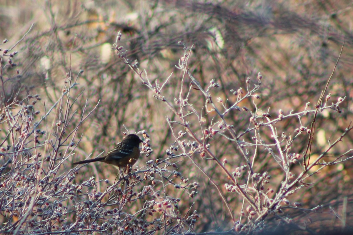 Spotted Towhee - ML79379861