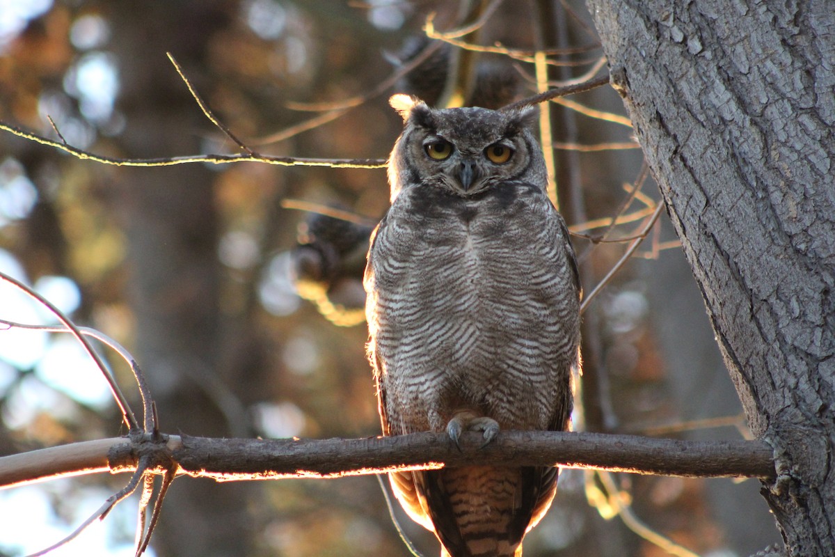 Lesser Horned Owl - Deva Migrador