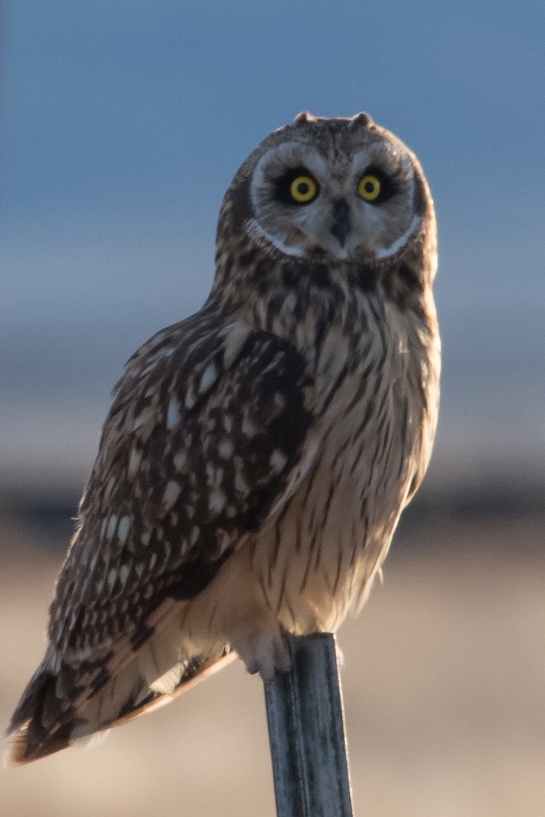 Short-eared Owl - Mike Stewart