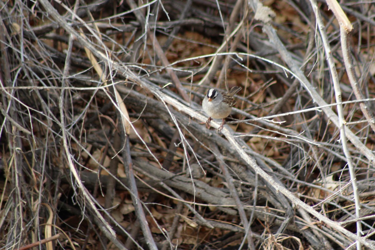 White-crowned Sparrow - ML79385171